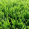 Soccer field grass Regalawn P55Z (2)