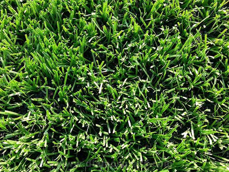 Soccer field grass Regalawn P55Z (3)